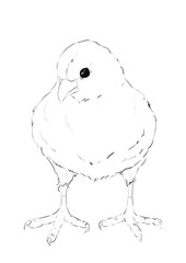 Linear drawing of a chicken on a white background