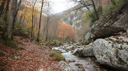 Obraz premium Autumn landscape featuring a tranquil river flowing through a forest of vibrant foliage