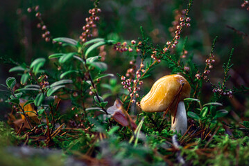 mushroom in the forest
