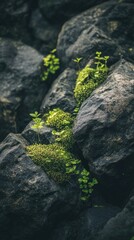 Close-up view of moss-covered rocks with tiny plants in a natural setting for smartphone wallpaper