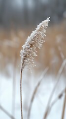 Fototapeta premium Frost-tipped grasses swaying gently in a serene winter landscape at dawn