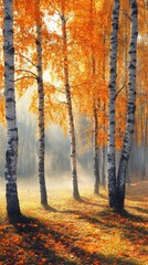 Fototapeta premium A serene morning in a golden autumn birch grove with soft sunlight and gentle mist