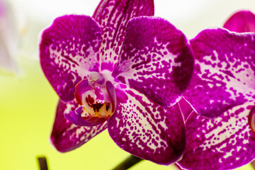 Nahaufnahme einer Orchideenblüte