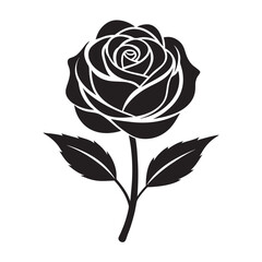 black rose isolated on white