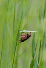 insect hanging on