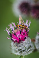 hower fly