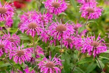 Obraz premium Purple monarda flowers in the garden.