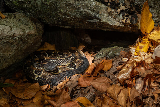Timber rattlesnake basking just outside its hibernaculum on a warm October day from New York 