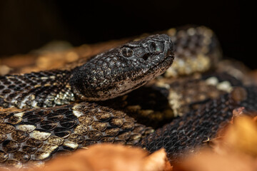 New York timber rattlesnake basking just outside its overwintering site on a mild autumn day