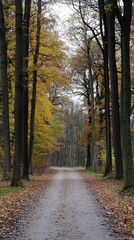 Fototapeta premium Autumn forest path winding through vibrant trees adorned with golden leaves
