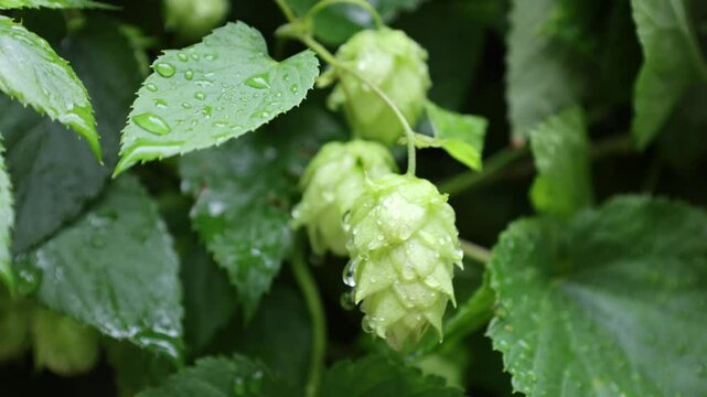 hop flowers on bine in the rain (vine with beer ingredient lupulin gland containing european plant) lupulo with drops of water, wet harvest fresh ale lager noble varietal trellis