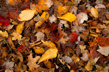Fall Leaves in New England Autumn, Vermont, New Hampshire, Massachusetts, Maine. 