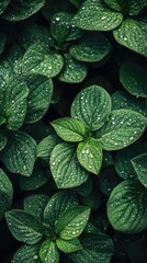 Fototapeta premium Close-up of dew-covered leaves with vibrant greens and soft sunlight in a natural setting