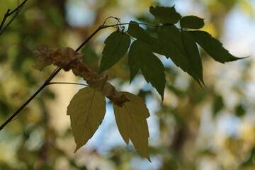yellow leaves 