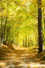 Fall Leaves in New England Autumn, Vermont, New Hampshire, Massachusetts, Maine. 