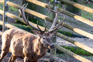 Nahaufnahme eines Hirschbocks