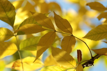  yellow leaves 