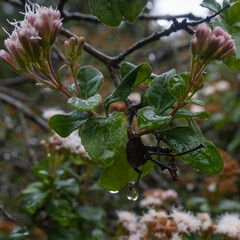 Flowers with rain dew in forest surrounded by autumn colors. Sierra de la Marta, Coahuila. Mexico