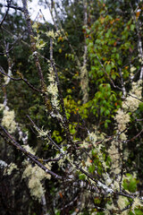 Moss on trees typical of the area of ​​Coahuila, Sierra de Arteaga, Cerro de la Marta. Mexico