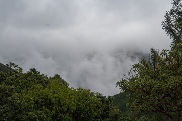 Autumn Forest in the Sierra de Arteaga, Cerro de La Marta. Coahuila, Mexico