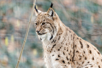 Portrait eines europäischen Luchses
