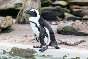 Fototapeta premium Nahaufnahme eines Pinguins