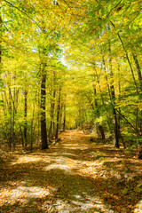 Fall Leaves in New England Autumn, Vermont, New Hampshire, Massachusetts, Maine. 