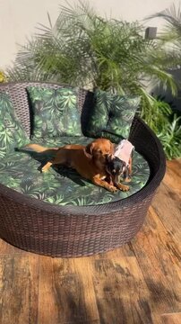 cachorros tomando sol em area externa de spa 