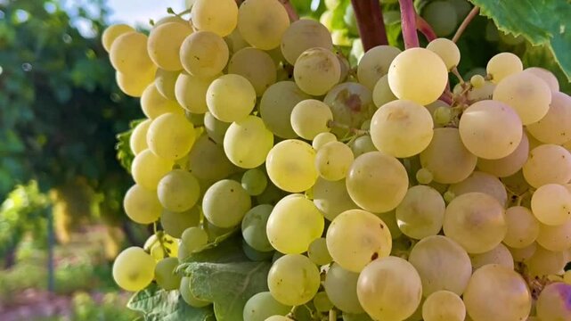 PARRA CON UVAS