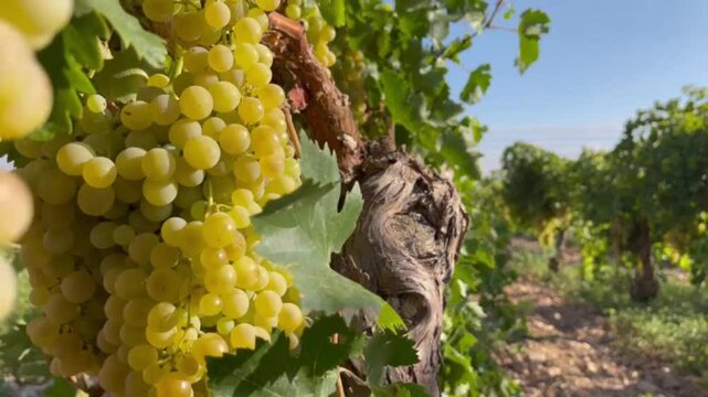 PARRA CON UVAS JUNTO A TINAJA