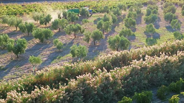 TRACTOR Y REMONQUE CON UVAS EN VENDIMIA