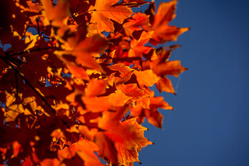 Beautiful orange and yellow autumn leaves. Fall leaves of maple trees. Autumn fall leaves in sunlight. Natural autumn background. Autumnal background. Foliage, falling leaves background. Autumn leaf.