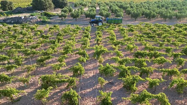TRACTOR Y REMONQUE CON UVAS EN VENDIMIA