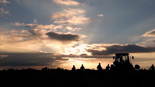 VENDIMIA AL AMANECER
