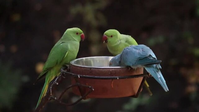 loros verdes y loro celeste aliment&aacute;ndose