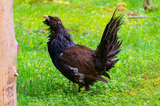 Ein genervter Auerhahn