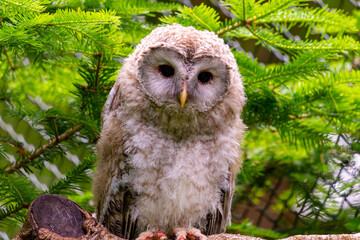 Ein junger Habichtskauz