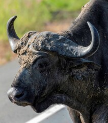 African buffalo walking along an asphalt road at the Murchison falls national park in Uganda