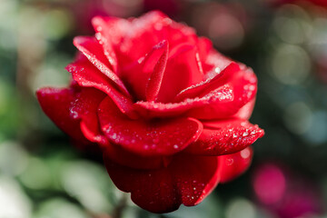 Red rose with rain drops in the garden