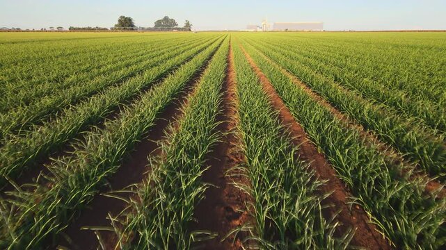 Drone footage of a garlic field in brazil