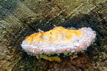 Nahaufnahme eines Baumpilzes