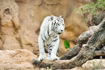 White tiger or  Bengal tiger