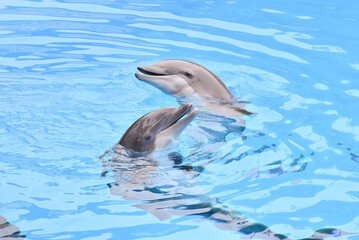 A dolphin is a highly intelligent marine mammal