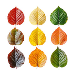 Obraz premium Assorted leaves in different colors isolated on transparent background.
