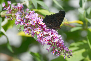 European peacock butterfly (Aglais io) perched on summer lilac in Zurich, Switzerland