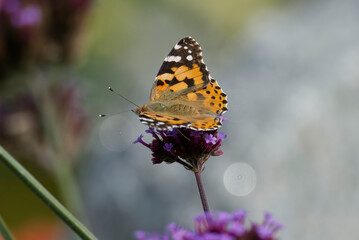 Painted Lady (Vanessa Cardui) Butterfly perched on pink flower in Zurich, Switzerland