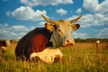Cows Enjoying Fresh Grass in the Tranquil Silence of a Beautiful, Sunny Autumn Day