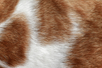Cat fur texture background. Ginger and white cat fur texture.