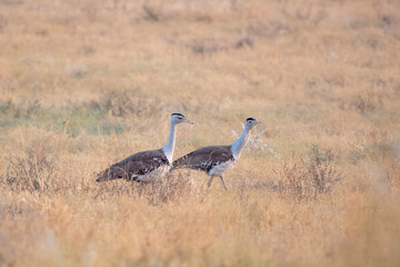 great Indian bustard or Ardeotis nigriceps at desert national park in Rajasthan
