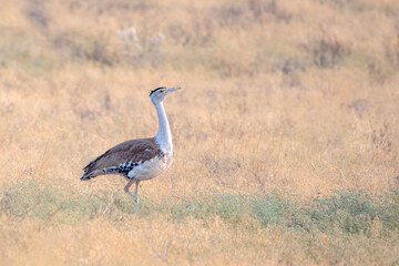 great Indian bustard or Ardeotis nigriceps at desert national park in Rajasthan